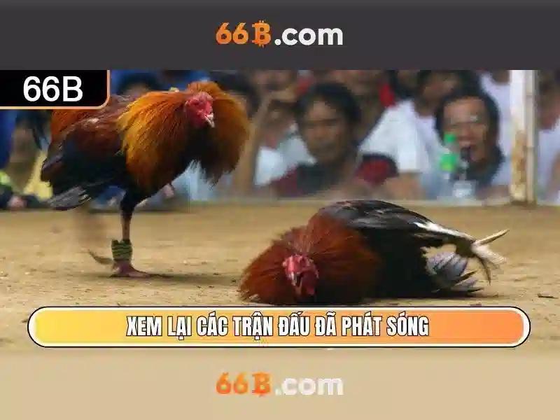 cá cược - 66B