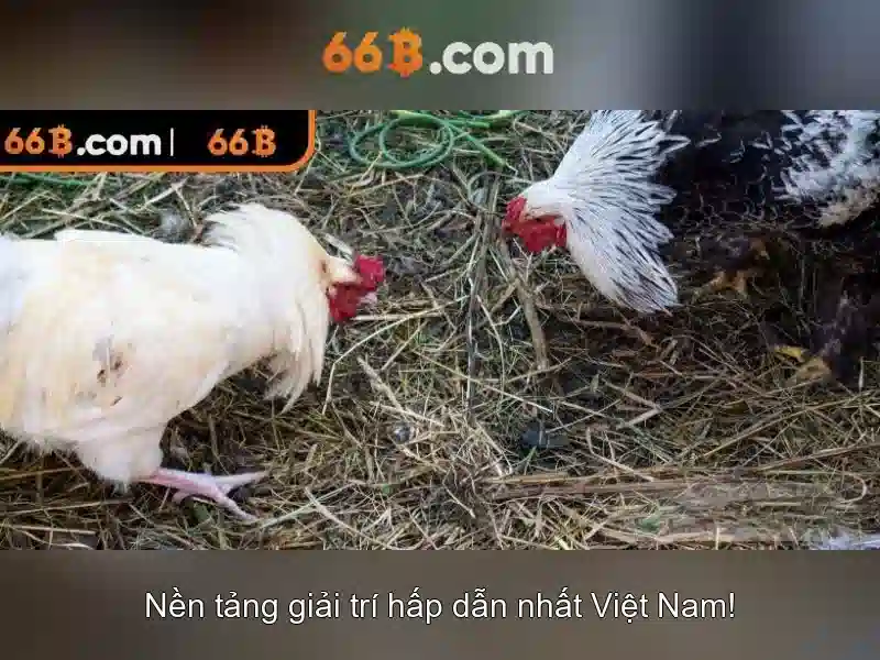hỗ trợ Slot 2026 - 66B